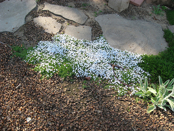 Grass-less lawn