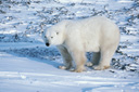 Polar bear on ice