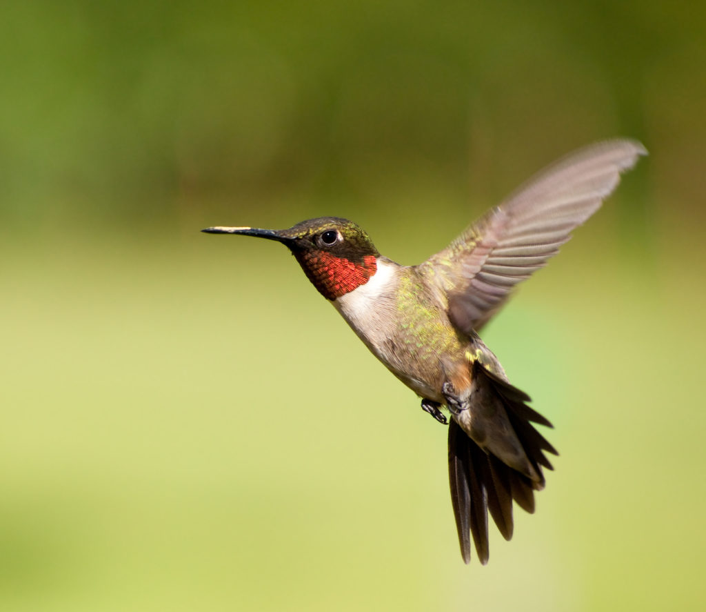 stop birds flying into windows