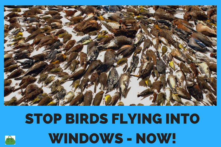 stop birds flying into windows