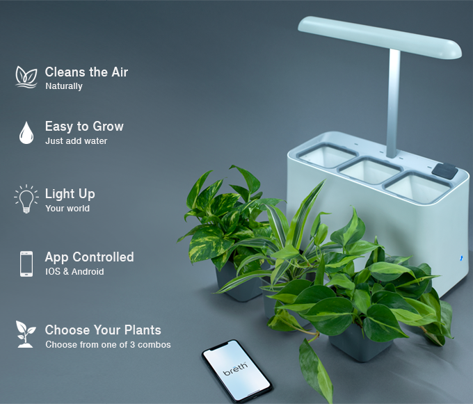 natural air purifier