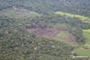 clear cut rainforest Peru