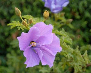 native hibiscus