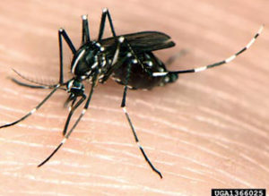 west nile virus