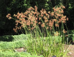 native plants in your garden