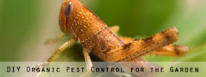 organic pest control