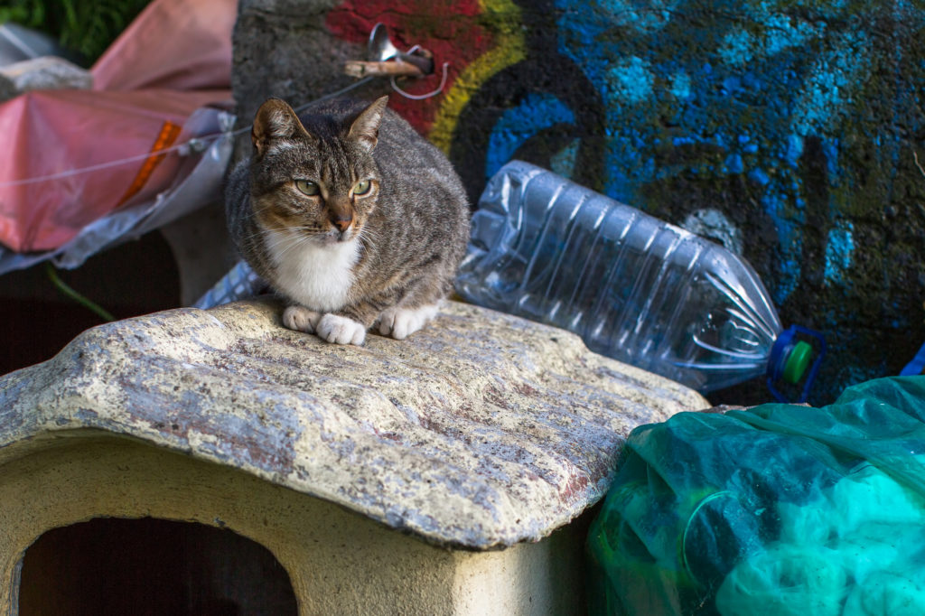 cat sitting near plastic water bottle highlights plastic-free July message.